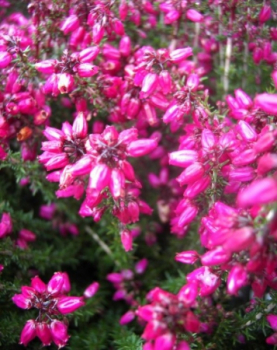 Die immergrüne und begrenzt winterharte Erica cinerea Roter Kobold - Grauheide Roter Kobold - wächst buschig und aufrecht. Sie blüht rot von ca. Juni bis September. Der Standort sollte sonnig bis hell sein.