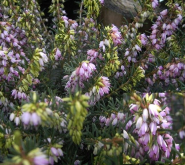 Erica darleyensis Darley Dale - Englische Heide Darley Dale - Winterheide - blüht von ca. November bis April mit hellrosa Blüten. Die immergrüne Englische Heide ist nur begrenzt winterhart und benötigt einen sonnigen bis hellen Standort.