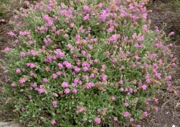 Erica tetralix Tina - Glockenheide Tina - Moorheide - zeigt glockenförmige, rosa Blüten. Die besonders winterharte und immergrüne Glockenheide hat einen dichten, buschigen Wuchs.