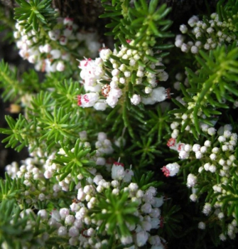 Erica vagans Alba - Cornwallheide Alba - Mittsommerheide -  begeistert mit einer weißen Blüte von Juli bis September. Die immergrüne und besonders winterharte Cornwallheide wächst breitbuschig und aufrecht.