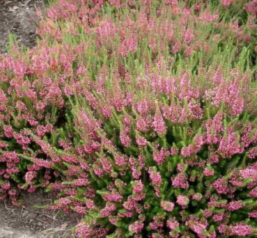 Erica vagans Mrs. D. F. Maxwell - Cornwallheide Mrs. D. F. Maxwell - Mittsommerheide - blüht rötlich bis rosa von Juli bis September. Der Standort sollte sonnig bzw. hell sein. Die immergrüne und besonders winterharte Cornwallheide wächst buschig und aufr