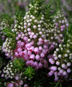 Erica vagans St. Keverne - Cornwallheide St. Keverne - Mittsommerheide - begeistert von ca. Juli bis September mit lachsrosa Blüten. Das immergrüne Laub ist frischgrün. Der Wuchs ist aufrecht und buschig. Die Winterhärte ist besonders gut.