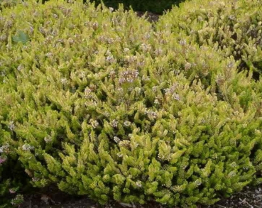 Erica vagans Valerie Proudley - Cornwallheide Valerie Proudley - Mittsommerheide - überzeugt mit leuchtendem gelbem Laub und einer weißen Blüte. Der Standort sollte sonnig bzw. hell sein. Der Wuchs ist niedrig und breit. Die Winterhärte ist besonders gut.