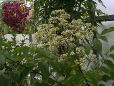 Euodia hupehensis 2