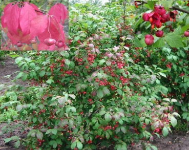 Euonymus planipes, Großfrüchtiges Pfaffenhütchen, ist ein winterharter Zierstrauch mit einer besonders auffälligen Fruchtfarbe und Fruchtmantel