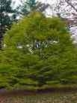 Fagus sylvatica Asplenifolia, Federbuche oder Farnblättrige Rotbuche, ist ein schöner Zierbaum mit einer sehr feinen und farnähnlichen Belaubung