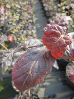 Fagus sylvatica Purpurea, Blutbuche oder Purpurbuche eignet sich besonders gut als Heckenpflanze und hat eine schöne dunkelrote Belaubung