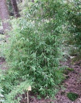 Preview: Fargesia nitida Jiuzhaigou 3