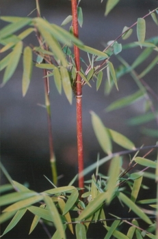 Fargesia Species Jiuzhaigou - Der rote Gartenbambus - Ältere Halme werden an sonnigen Standorten rötlich, sonst sind diese grün. Die Winterhärte ist sehr gut.