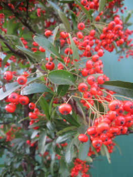 Preview: Pyracantha coccinea Red Column