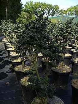Fraxinus excelsior Abiona, Zwerg Esche, ist eine einheimische Zuchtform und gilt auch als Bonsai Esche mit einer sehr guten Winterhärte