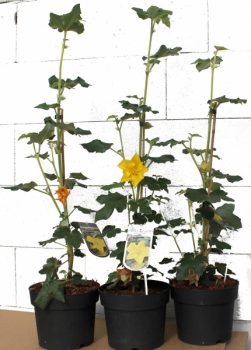 Fremontodendron 6