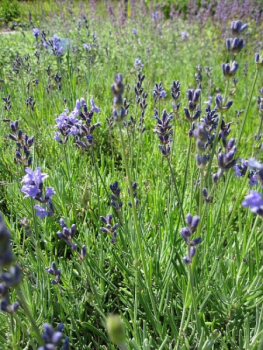 Der Garten-Lavendel 1