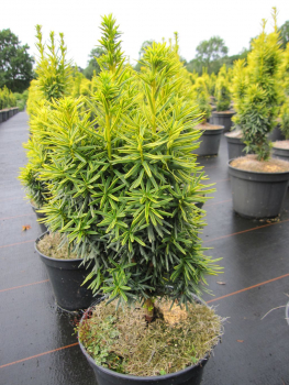 Taxus baccata Kleiner Zwerg