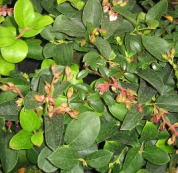 Gaultheria Shallon