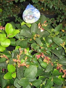 Gaultheria shallon - Hohe Rebhuhnbeere  - Große Scheinbeere - Salal -  Ausläufer bildender kleiner Strauch, frosthart