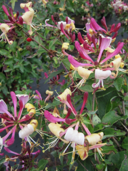 Lonicera periclymenum 