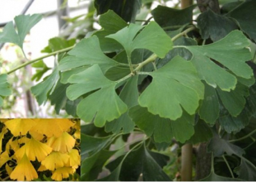 Ginkgo biloba 1