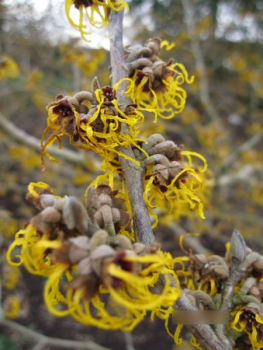 Preview: Zaubernuss Allgold 3