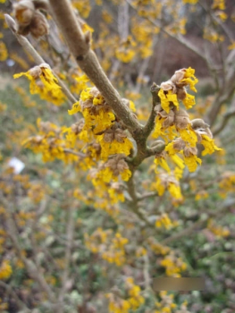 Preview: Hamamelis intermedia James 3