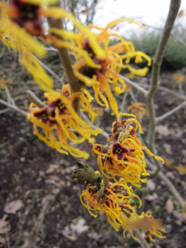Zaubernuss Winter Beauty2