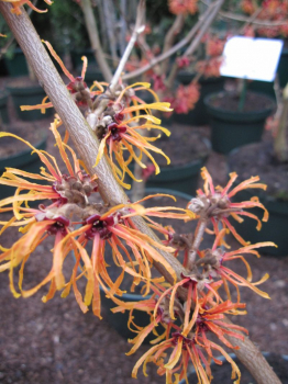 Hamamelis intermedia Feuerzauber 2