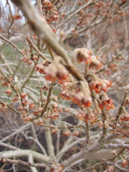 Hamamelis vernalis Quasimodo 3