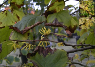 Hamamelis virginiana, Herbstblühende Zaubernuss, hat zahlreiche hellgelbe duftende Blüten