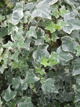 Preview: Hedera helix Glacier 2