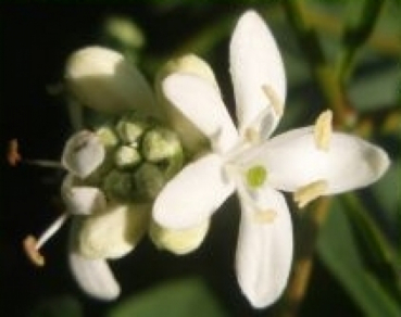Heptacodium miconioides2