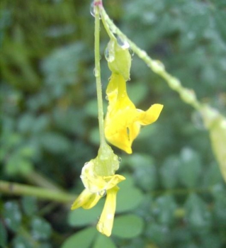Hippocrepis emerus, Strauchkronwicke, ist ein schöner Zierstrauch mit zahlreichen sonniggelben Blüten