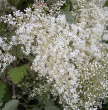 Holodiscus discolor var. ariifolius  - Scheinspiere - Kaskadenstrauch - ist ein mittelhoher Strauch mit gelblich-weißen Blütenrispen. Er benötigt einen halbschattigen-sonnigen Standort und ist ausgesprochen winterhart.