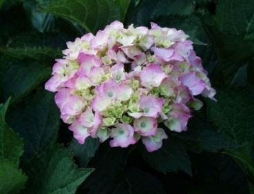 Hydrangea macrophylla Bouquet Rose