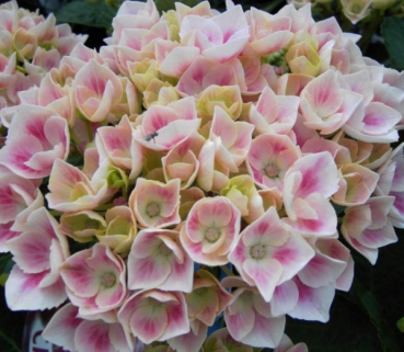 Die Bauernhortensie Camilla