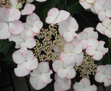 Hydrangea macrophylla Love you Kiss