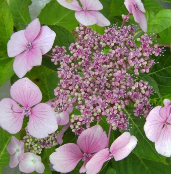 Die Bauernhortensie Mariesii Perfecta