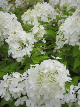 Preview: Hydrangea paniculata Polar Bear 2