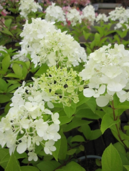 Preview: Hydrangea paniculata Polar Bear 3