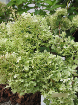 Rispenhortensie Bobo 1