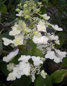 Die Rispenhortensie Unique