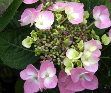 Hydrangea serrata Rosalba