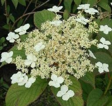 Hydrangea heteromala Nepal Beauty, Asiatische Strauchhortensie Nepal Beauty, ist von einer sehr guten Winterhärte
