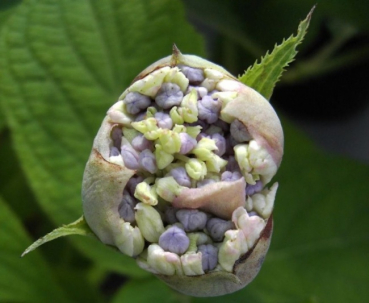 Hydrangea involucrata Sterilis, Hortensie Sterilis, trägt weißgrüne Blüten