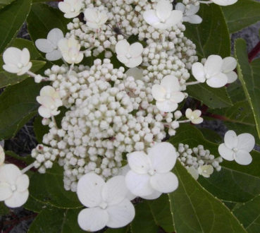Die Rispenhortensie Dharuma, Hydrangea paniculata Dharuma, trägt zahlreiche weiße Rispenblüten