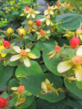 Hypericum inodorum Magical Sunshine 1