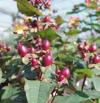 Preview: Hypericum inodorum Magical Universe - Johanniskraut Magical Universe- Mannsblut - hat frischgrünes Laub, welches während der Blütezeit purpurrot ist.