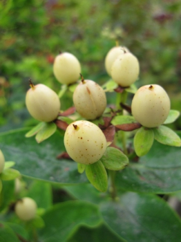 Im Sommer bildet das Hypericum inodorum Magical White - Johanniskraut  Magical White - dekorativen, creme-weißen Fruchtschmuck, der zusätzliche Akzente im Garten setzt.
