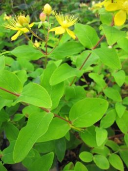 Hypericum inodorum Magical White - Johanniskraut  Magical White -  Der buschig, kompakt wachsende, winterharte Strauch ist pflegeleicht und anspruchslos.