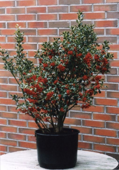 Ilex aquifolium Alaska - immergrüne Stechpalme Alaska - im 7,5 l Dekorationstopf mit Weihnachtsbildetikett. Mit Beerenschmuck für Gestecke und schöne immergrüne Zweige als Schnittgrün und Dekomaterial.