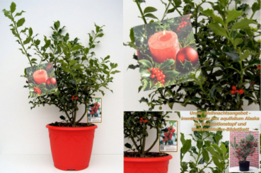 Ilex aquifolium Alaska 2